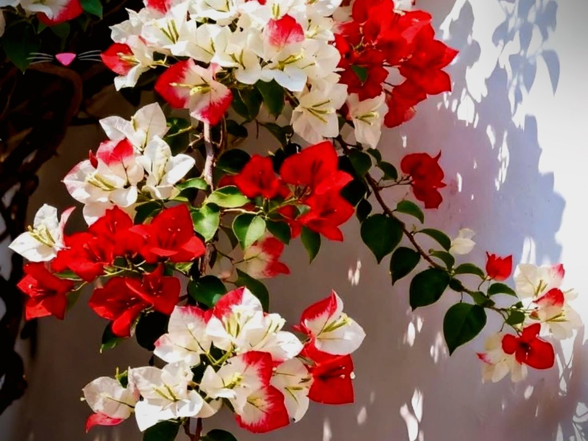 Colombian flowers and botanicals