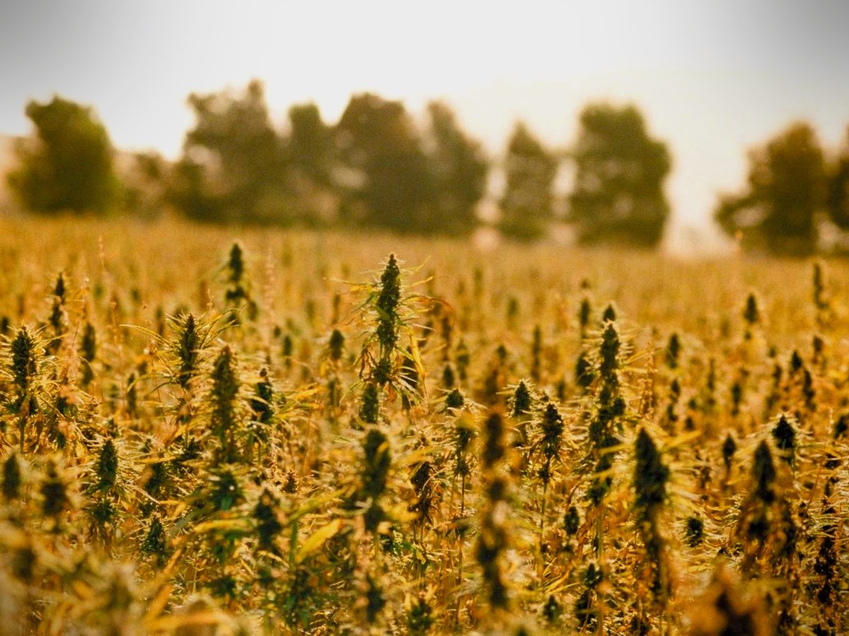 Hemp field botanicals textiles materials
